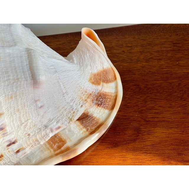 Coastal Colossal Conch Shell For Sale - Image 9 of 11