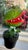 CLASSIC MOVIE MEMORABILIA "Little Shop of Horrors" Audrey Plant Halloween Horror Prop, Haunted Holidays, Mouth Motion and...