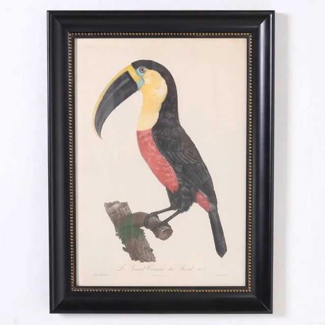Antique Hand Colored Engraving of a Toucan by Jacques Barraband For Sale - Image 9 of 9