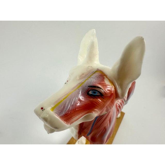 Vintage Vinyl Dog Acupuncture Model, 1970s For Sale - Image 12 of 16