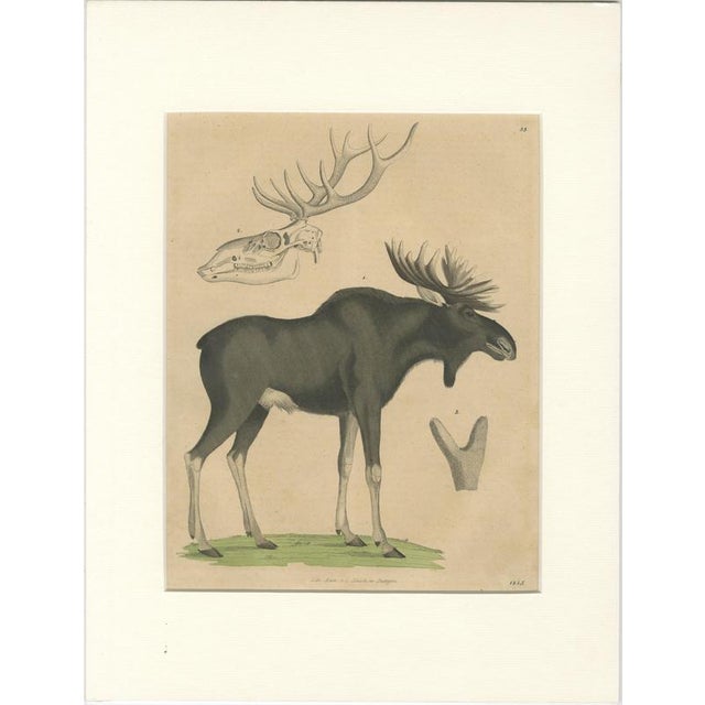 C. Schach, Moose / Eurasian Elk & Antler Anatomy, 1845, Lithograph For Sale - Image 9 of 9