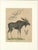 C. Schach, Moose / Eurasian Elk & Antler Anatomy, 1845, Lithograph For Sale - Image 9 of 9