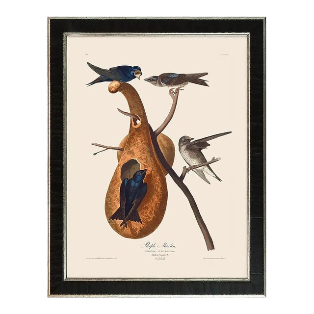 Purple Martin Duchess Edition, After Audubon Reproduction Print, Framed For Sale