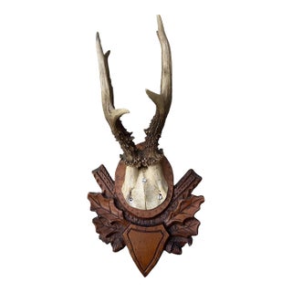 Roe Deer Trophy 147 Black Forest Antlers For Sale