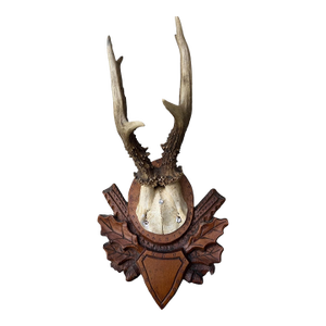 Roe Deer Trophy 147 Black Forest Antlers