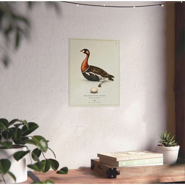 Illustration William Lewin 1789 Waterbirds Fine Art Gallery Board Print - The Red Breasted Goose For Sale - Image 3 of 11