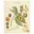 Myristica Aromatica, 1800s, Paper For Sale - Image 10 of 10