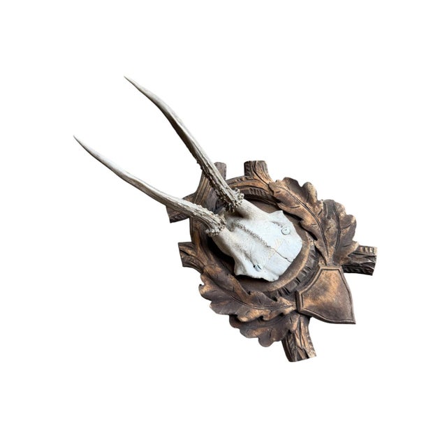 Roe Deer Trophy 150 Black Forest Antlers For Sale - Image 4 of 5