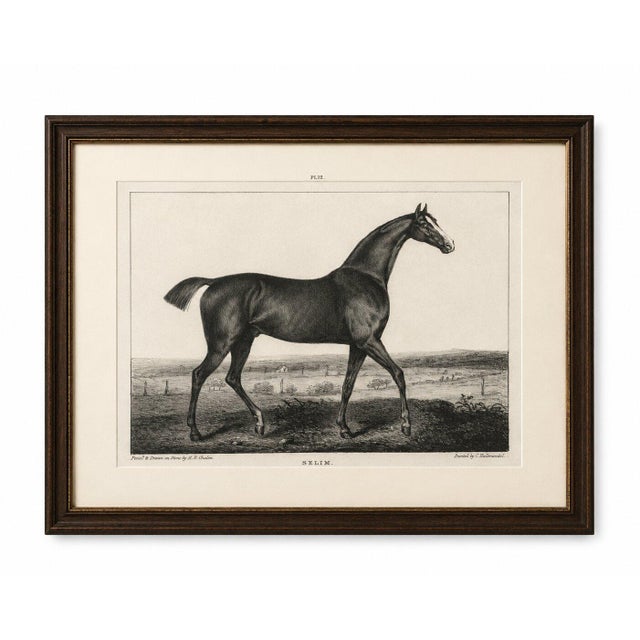 Antique thoroughbred stallion selim, arabian bloodlines, hullmandel c.1840 a distinguished nineteenth-century sporting...