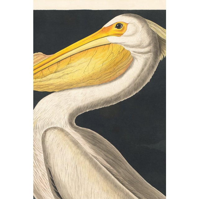 John James Audubon American White Pelican (Audubon), Vintage Art Print Reproduction, 24″ × 36″ For Sale - Image 4 of 8