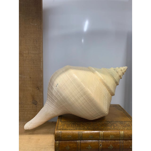 Incredible Extra Large Syrinx Aranus Sea Shell. Size and color make this one a rare find.