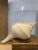 Incredible Extra Large Syrinx Aranus Sea Shell. Size and color make this one a rare find.