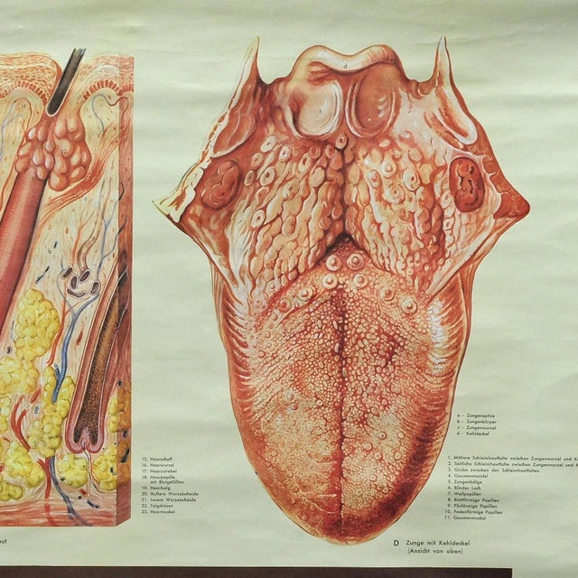 Vintage Human Skin Tongue Rollable Medical Wall Chart Poster For Sale - Image 3 of 6