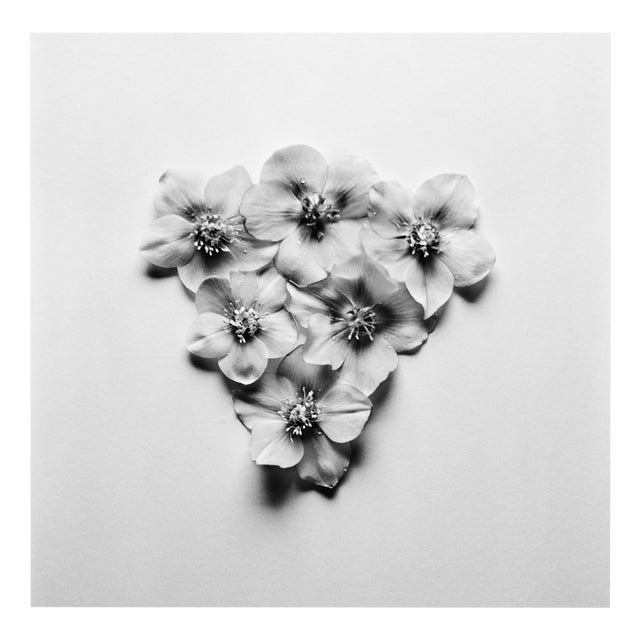 Black Hellebore no.3 - Analogue Black and White Floral Photography 2024 For Sale