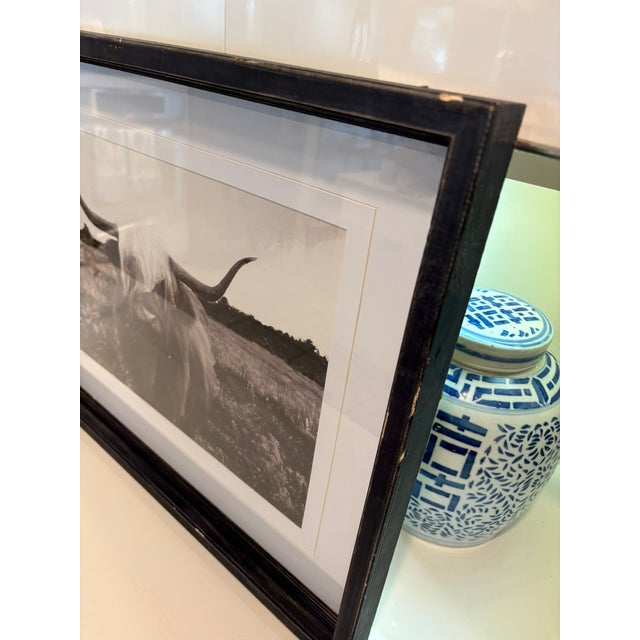 American Vintage Black and White Highland Cow Cattle Photograph in Distressed Wood Frame For Sale - Image 3 of 9