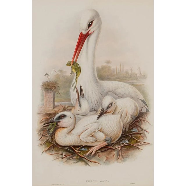 This is a framed original 19th century hand-colored folio-sized lithograph entitled “Ciconia Alba” (A family of storks) by...