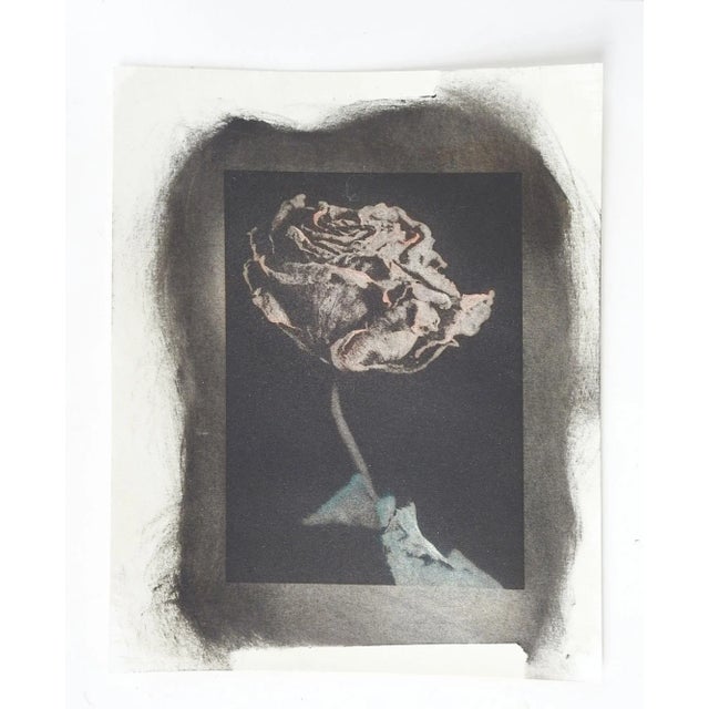 Contemporary Vintage Cyanotype Hand Colored Rose Photograph For Sale - Image 3 of 3