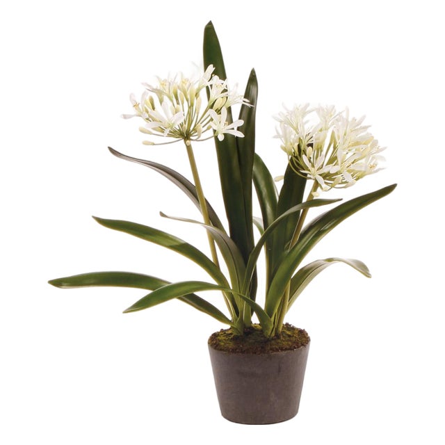 Agapanthus Drop-In 23" For Sale