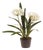 Agapanthus Drop-In 23" For Sale