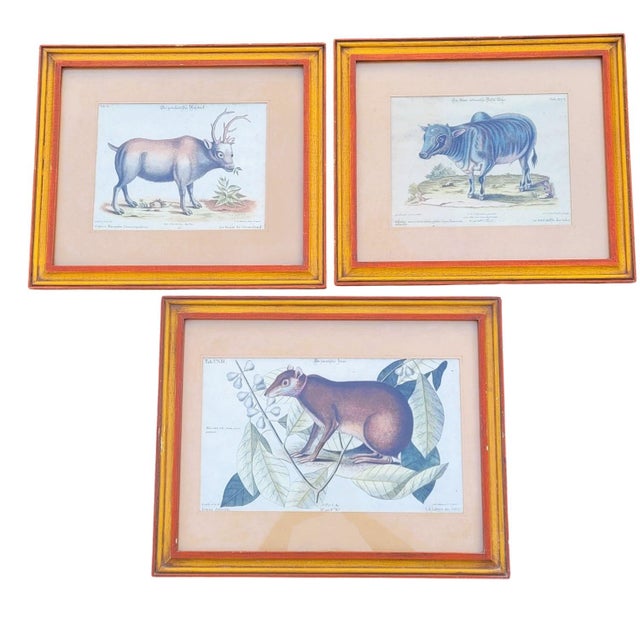 Framed Animal Engravings, 19th Century, Set of 6 For Sale - Image 4 of 18
