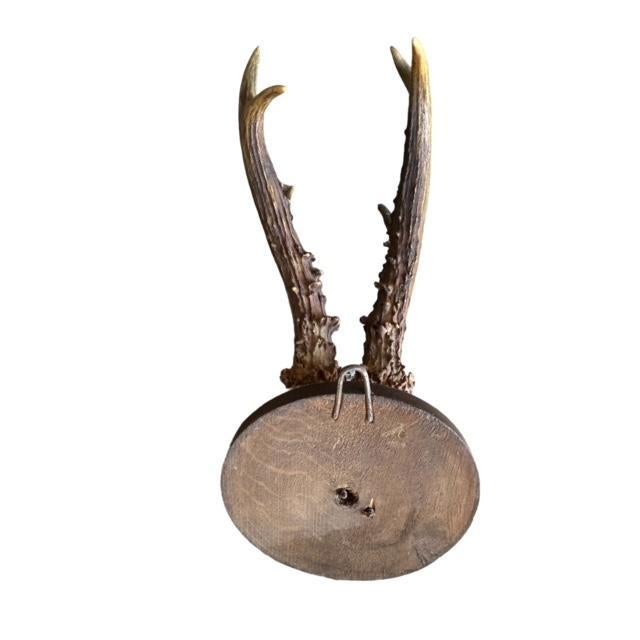 1900 - 1909 1900s Roe Deer Trophy #883 Black Forest Antlers Mount For Sale - Image 5 of 5