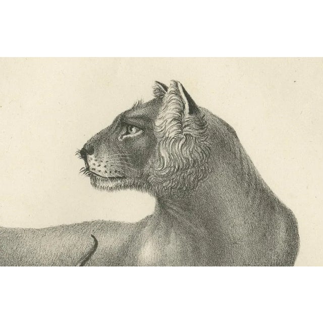 Mid 19th Century C.C. G. Zool., Lioness with Her Playful Cubs in the Wild, 1836, Lithograph For Sale - Image 5 of 11