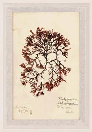 Capistrano Seaweed 37, Small, Framed Artwork