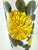 Handpainted Italian ceramic umbrella stand featuring a bold hand-painted sunflower motif in rich golden yellow with...