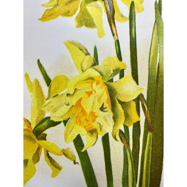 Antique Botanical Print From England Showcasing Cheerful Yellow Double Daffodil Flowers With Green Foliage - Circa 1892 For Sale - Image 4 of 11
