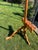 1970s Witco Carved Wood Artist's Easel For Sale In Pittsburgh - Image 6 of 9