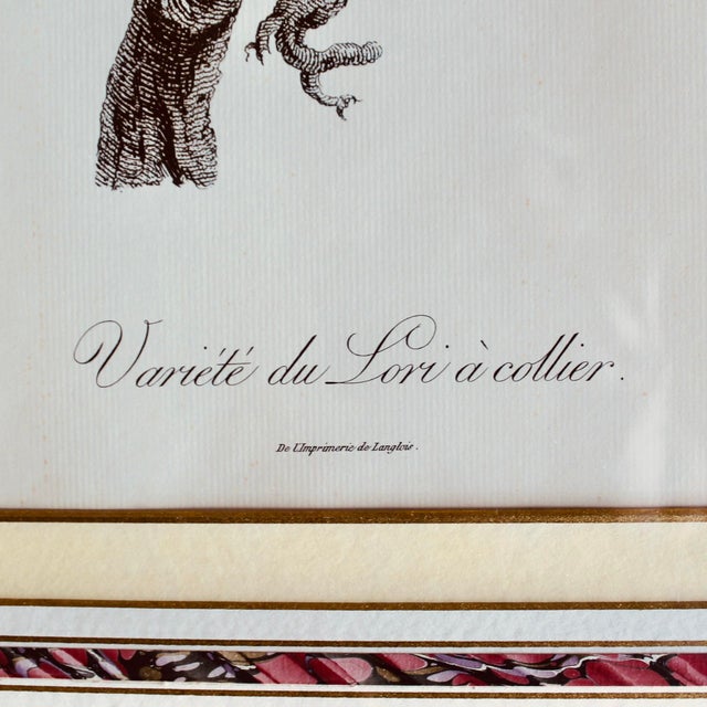 Parrot Prints by Jacques Barraband (François Levaillant) in Fine Frames- a Pair For Sale - Image 10 of 12