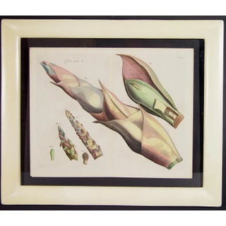 17th Century Dutch Botanical Engraving From the Malabar Coast by Hendrik Adriaan Van Rheede Tot Draakestein For Sale