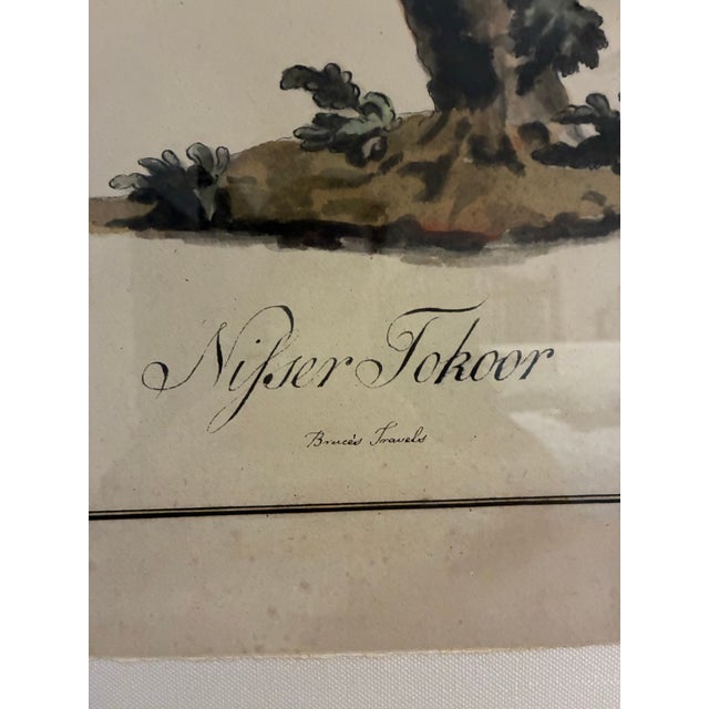 Natural Curiosities “Nisser Tokoor” Black Eagle After James Bruce Framed Print For Sale - Image 4 of 9