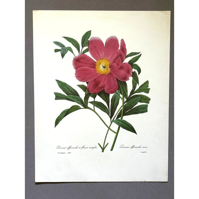 Up for sale is this gorgeous vintage print by PJ Redoute, one of several we are currently listing. With a sheet size of...