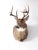 Animal Skin Antique Deer Mount For Sale - Image 7 of 10