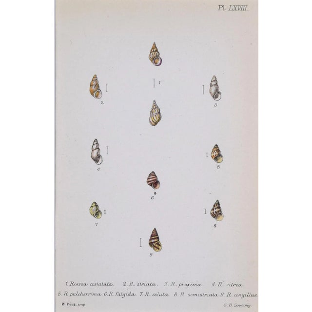 English 19th Century Antique Hand Colored English Shell Print by John Jeffreys 1869 For Sale - Image 3 of 6