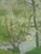 1959 Mid-Century Modern 'Whispering Canopy' Swedish Semi-Abstract Landscape Oil Painting, Framed For Sale - Image 11 of 13