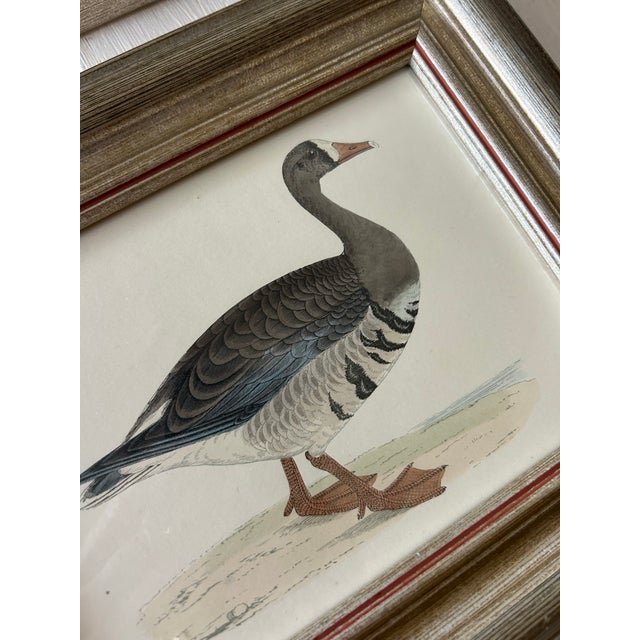 1870 original hand colored book plate engraving’s. Frame in new wood aged silver frames with a burnt red trim. These are...