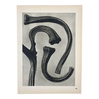 1940s Botanical Blossfeldt Print - No. 108 For Sale