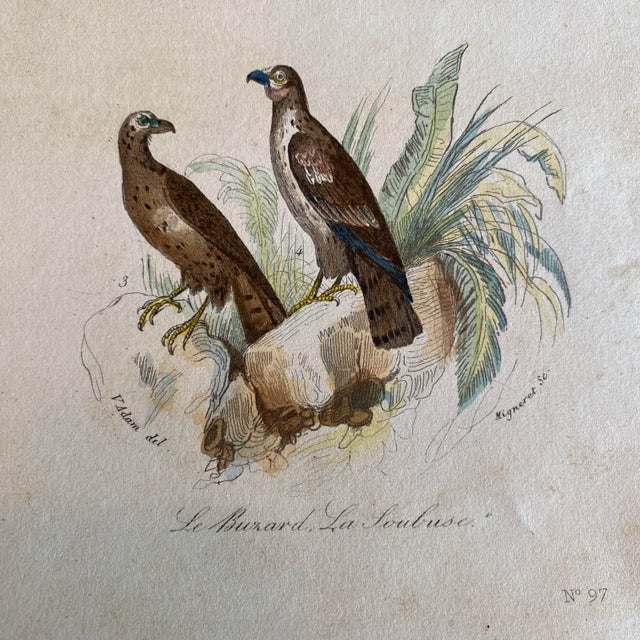 French French Antique 18th Century Bird Engraving Hand Colored Signed Artwork For Sale - Image 3 of 4