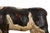 20th Century American Folk Art Whimsical Carved Painted Holstein Cow For Sale - Image 10 of 18