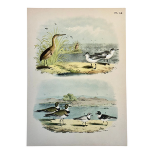 Bittern & Plover by Studer, 1878 (Unframed), Original Chromolithograph