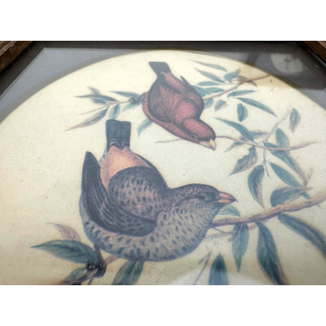 Rustic European Vintage Mid Century Italian Small Wood Framed Bird Prints, a Pair For Sale - Image 3 of 11