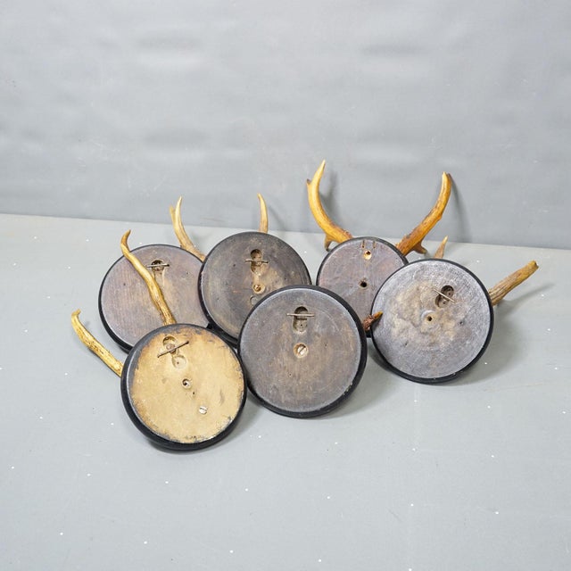 Antique Collection of Six Roe Deer Trophies on Turned Plaques, Germany Ca. 1900s For Sale - Image 9 of 9