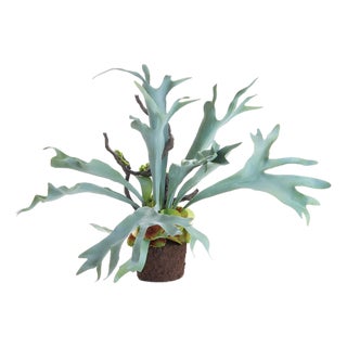 Staghorn Fern Drop-In 22" For Sale