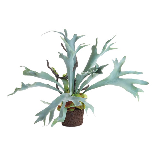 Staghorn Fern Drop-In 22" For Sale