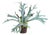 Staghorn Fern Drop-In 22" For Sale