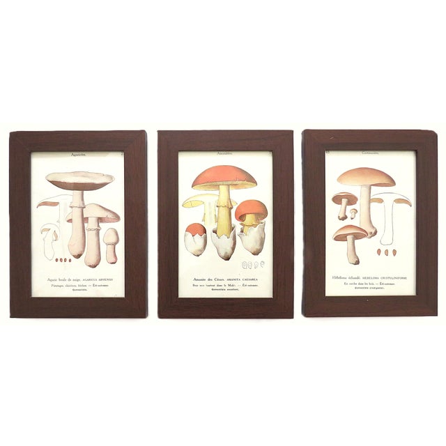 FREE SHIPPING ANYWHERE IN THE CONTINENTAL US! This is a set of 6 vintage mushroom offset lithograph prints from the book...