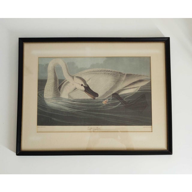 John James Audubon Art Print - Trumpeter Swan For Sale - Image 9 of 10