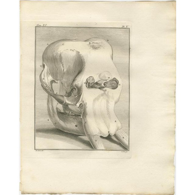 Elephant Anatomy Engravings, 1769, Set of 6 For Sale - Image 6 of 9